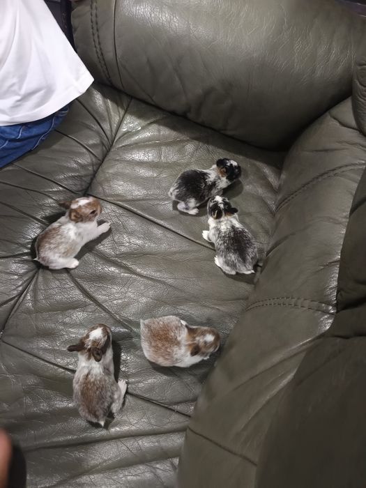 Coelhinhas mini holandês