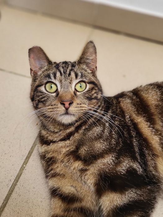 Młodziutki tygrysek Mumbai szuka domu