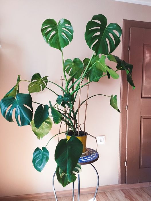 Duża monstera zielona roślina doniczkowa