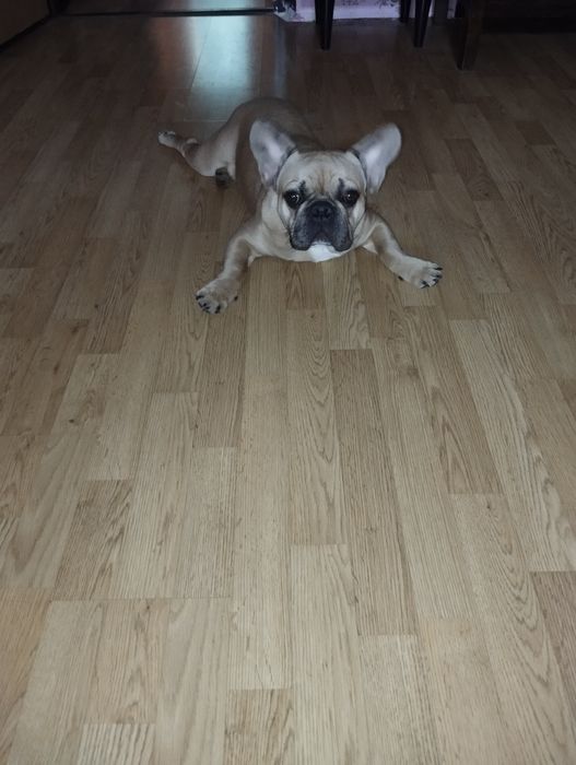 Пропала собака - французкий бульдог песочного цвета.