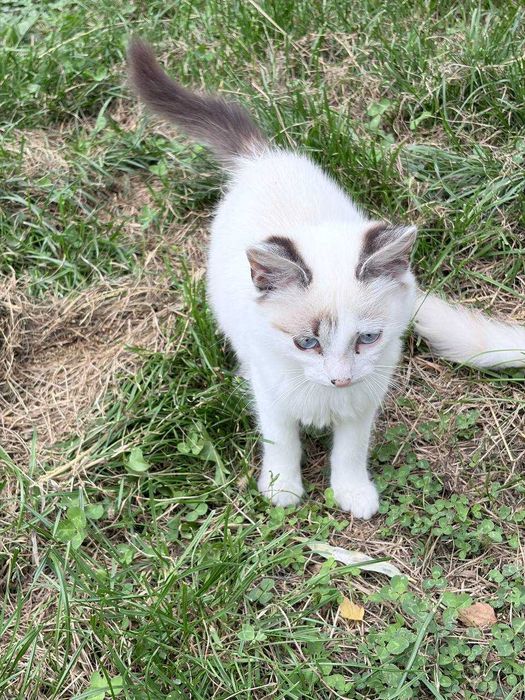 Віддаємо котиків у хороші руки