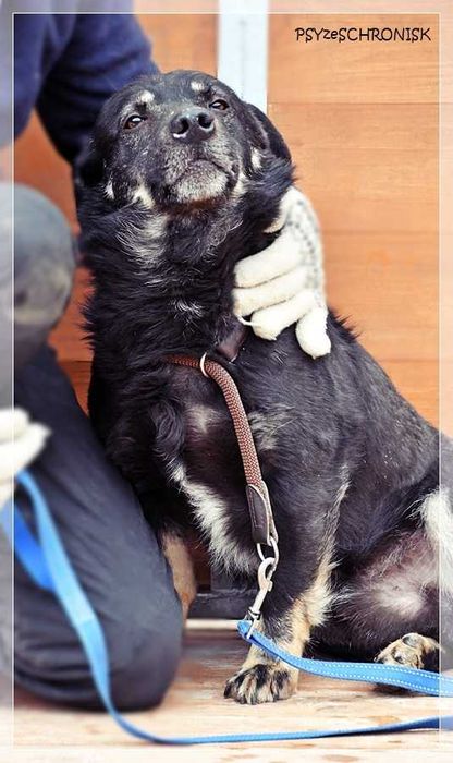 Spokojny Black szuka domu