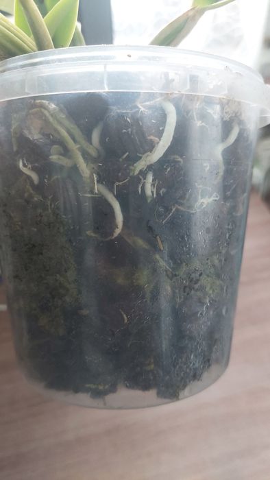 Продам катлея людеманіана