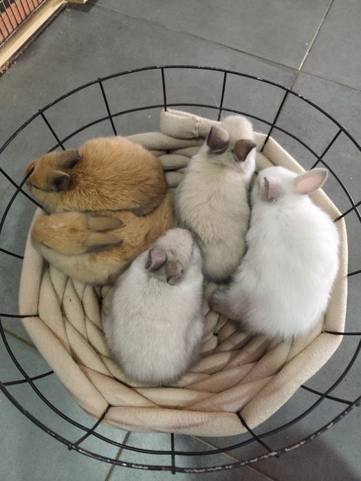 Vendo coelhos anões