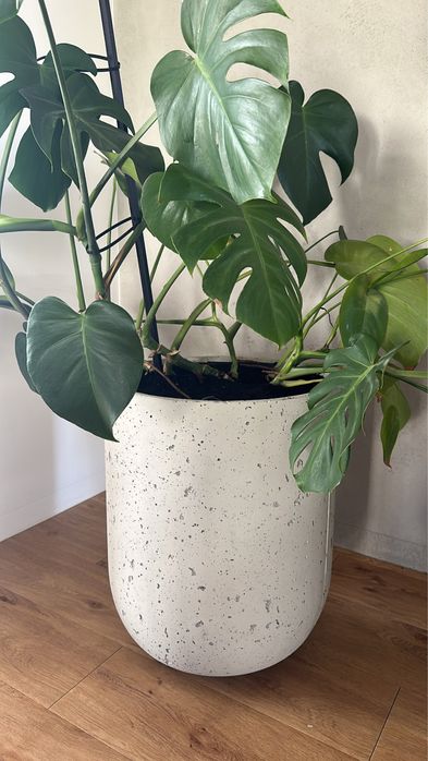 Donica dotee betonowa okrągła beton architektoniczny doniczka osłonka