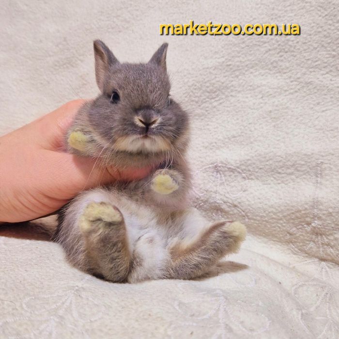 Міні кролик нідерландський нидердандский,карликовые карлики карликові