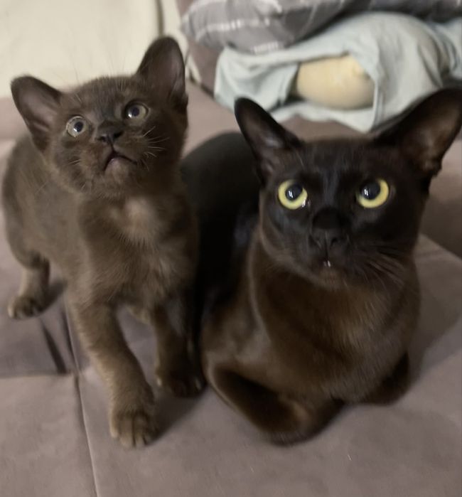 Бурманские котята 03.02.2026г