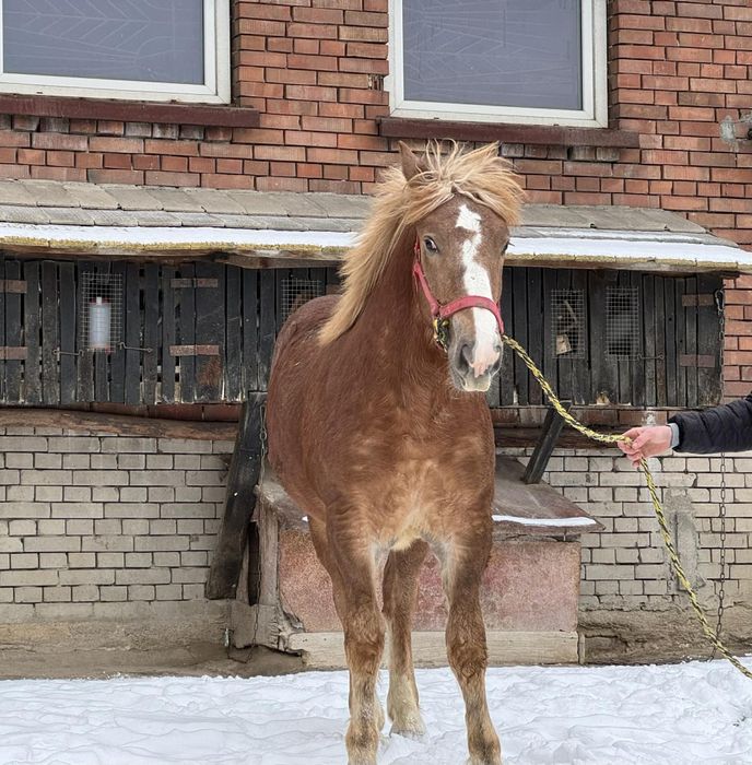 Sprzedam źrebice 9,5 miesiąca PKZ