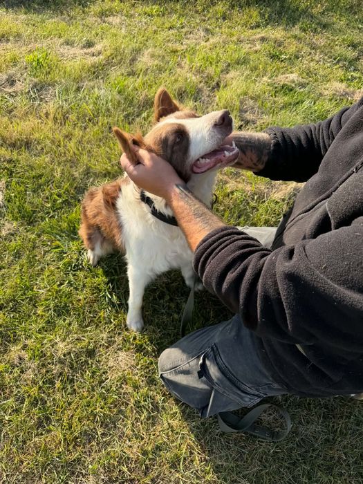 Suka border collie za darmo