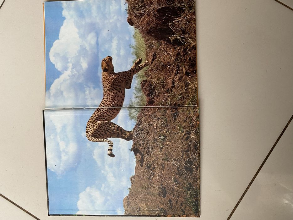 Книга про хижаків на англ. мові