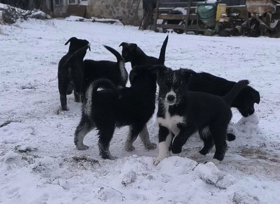 Oddam za DARMO szczeniaki