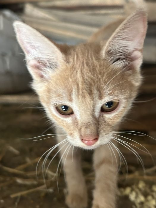 Кошенята , безкоштовно