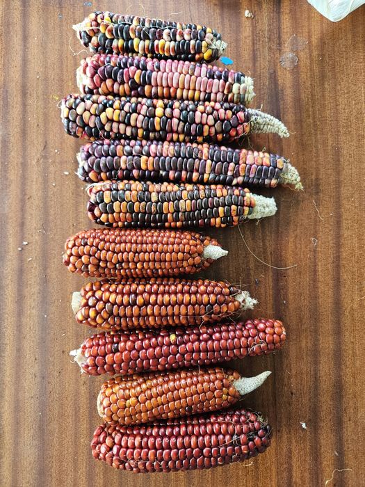 Кукурудза кольорова червона