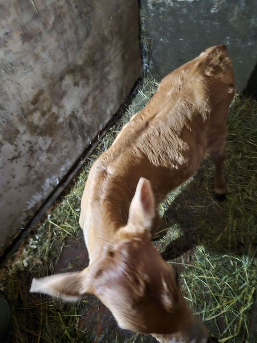 Бичок породи джерсей