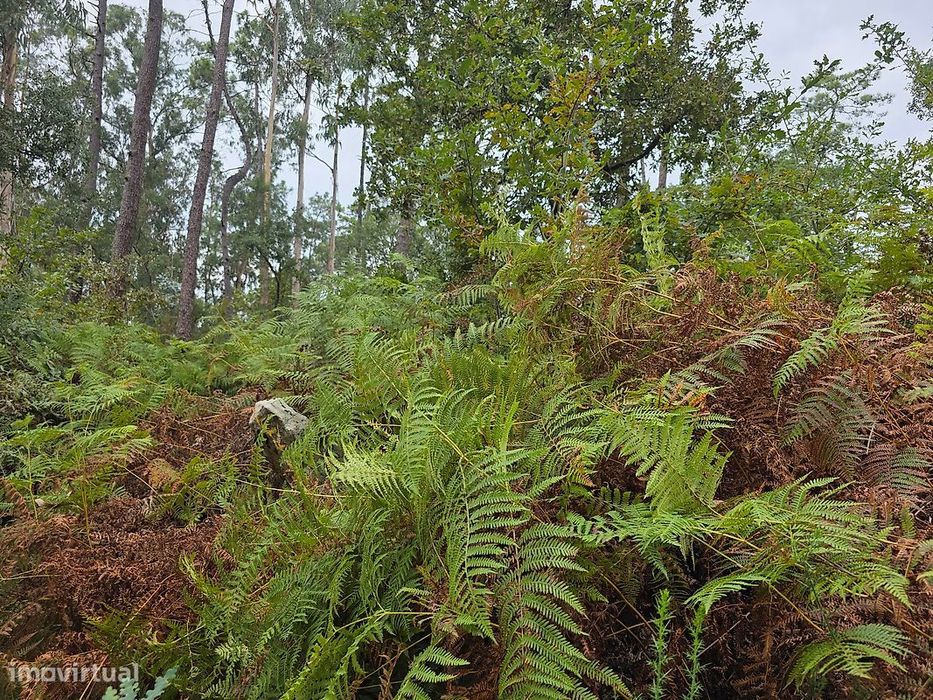 Terreno  para venda