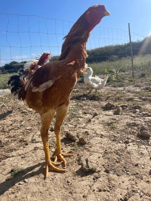 Índios Gigantes Brasileiros 65,00 Euros A combinar !! Silveira • OLX