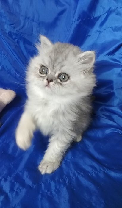 Серого пепельного белого Серебристого шиншиллу котёнка
