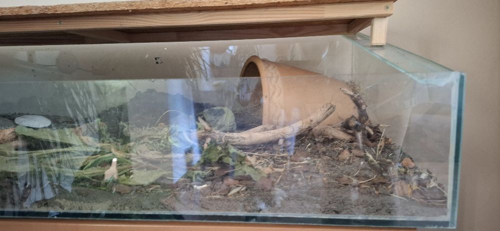 Terarium dla gada żółw lądowy akwarium wybieg