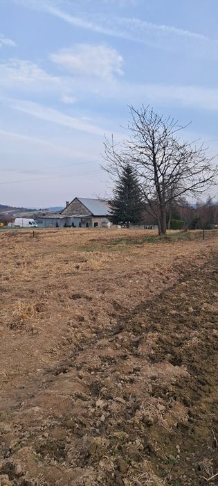 Czereśnia drzewo owocowe do wędzenia