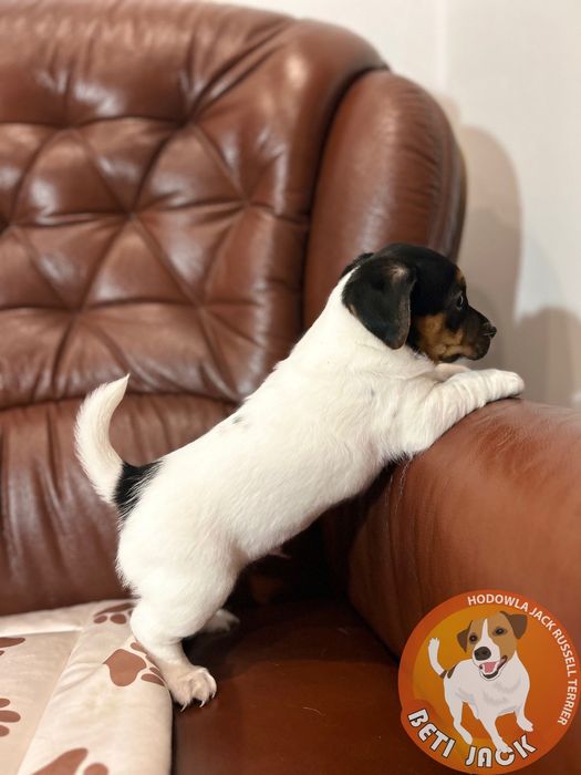 Piękny piesek Jack Russell Terrier z hodowli „BETI JACK” - DIOS