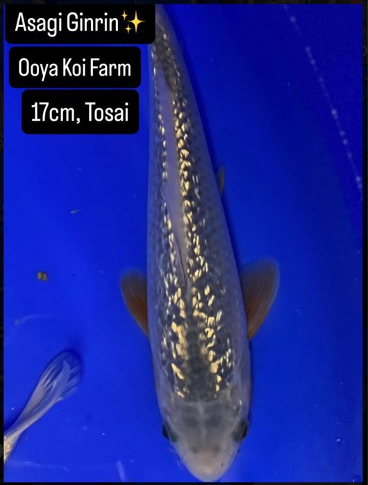 Carpas Koi, Palmela ( 10% Desc até dia 15)