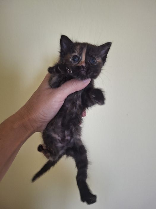 Кошенята в добрі руки