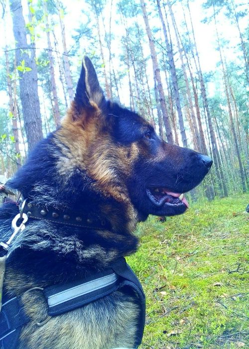 Немецкая овчарка вязка