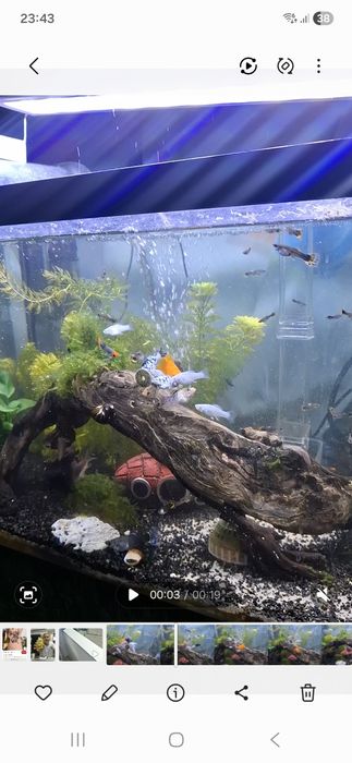 Peixes, Mollys e guppys