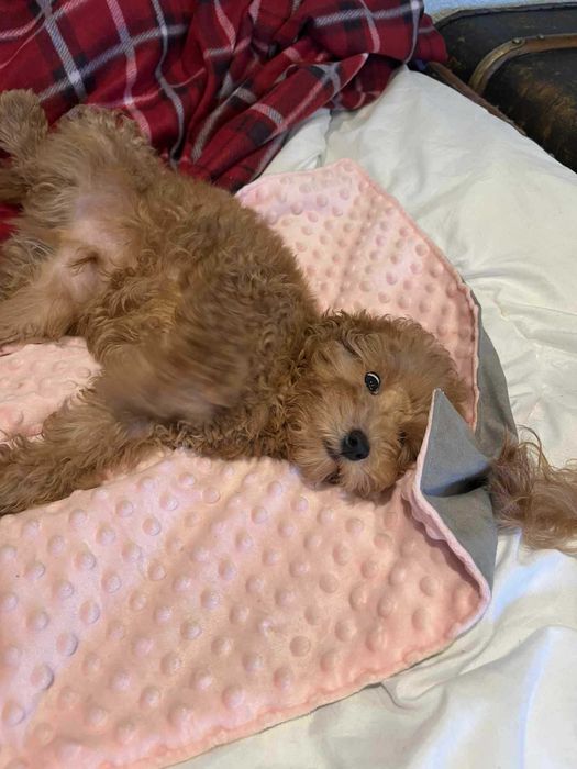 Pudel Miniaturowy Dolna Granica Płowy Red Już do odbioru!!!