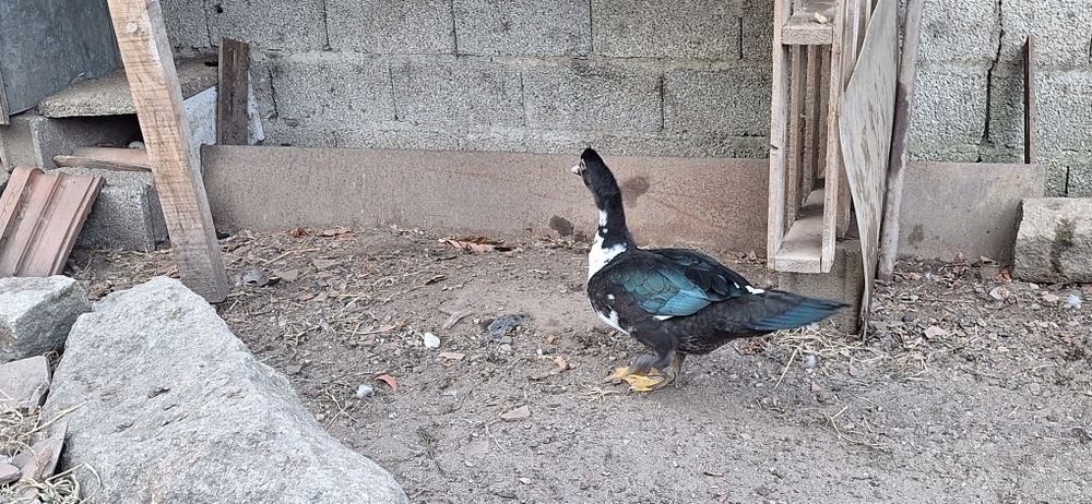 Patos mudos machos novos