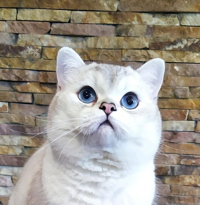 Котенята британської сріблястої шиншили.