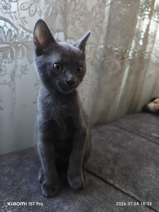 Кошеня британець метис