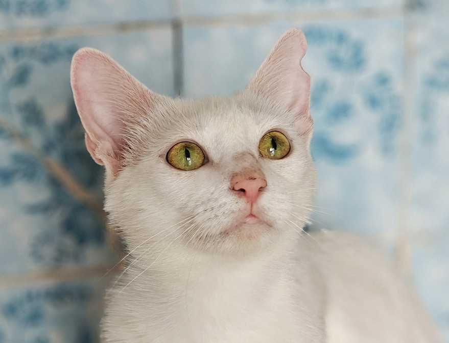 Нежная очаровательная белое облачко кошечка Анет, 1 годик, ждет