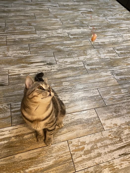 Благородный шотландец Мажор ( скоттиш страйт)