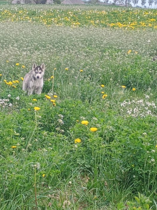 Piesek Siberian Husky