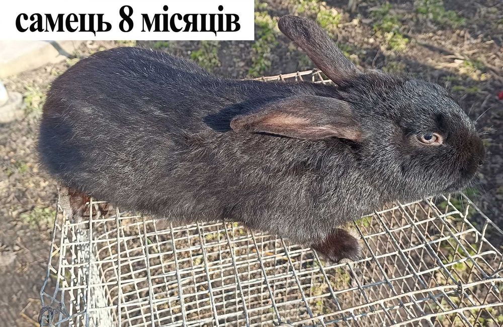 Продам кролі м. Вінниця