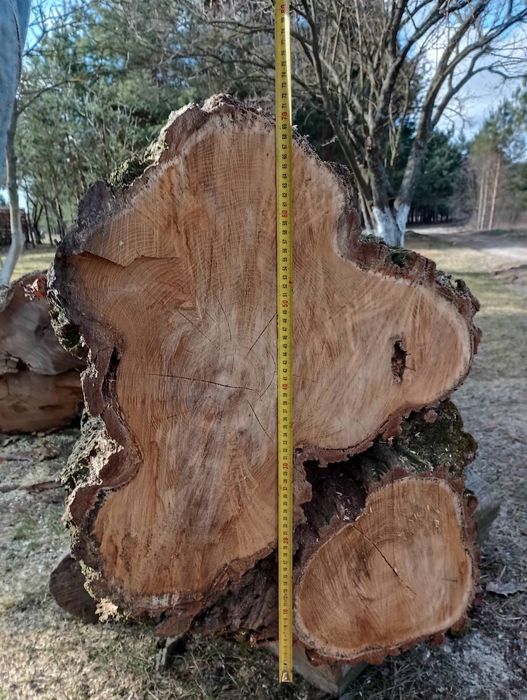 Akacja kłoda, akacja w klocu