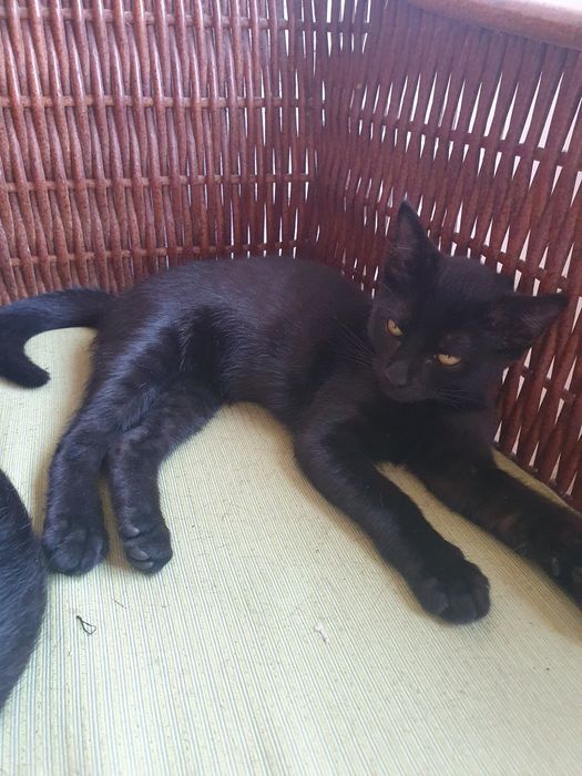 Gatinhos para adoção