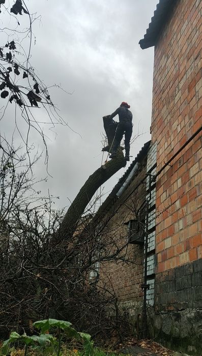 Зрізати дерево, обрізка гілок, срезать дерево, кронирование, арборист