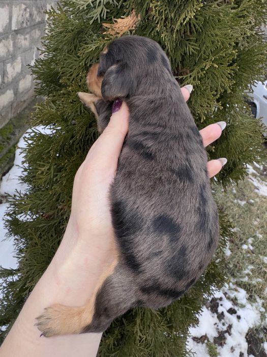 Довгошерстна дівчинка таксуля поки бронь