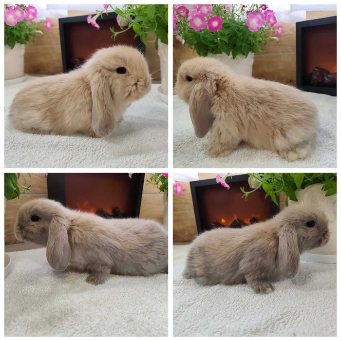 Mini Lopy baranki królik karzełek .Hodowla zarejestrowana KZHK