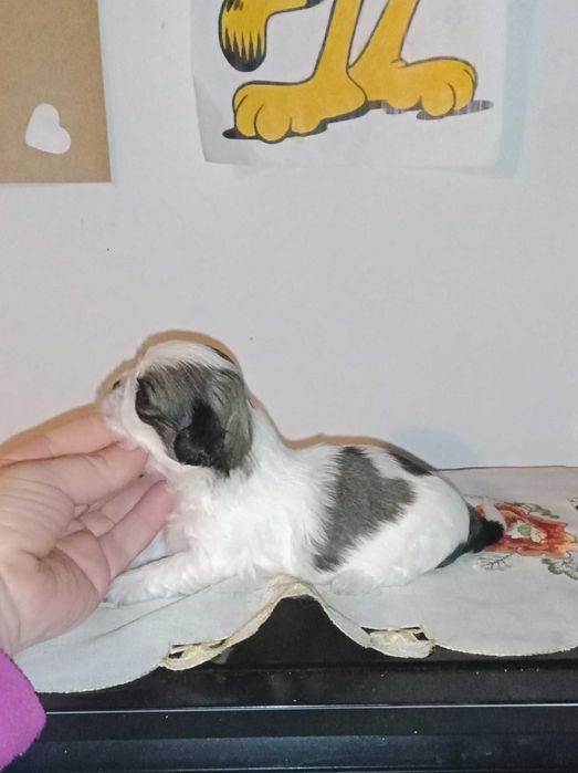 shih-tzu com pedigree (LOP)