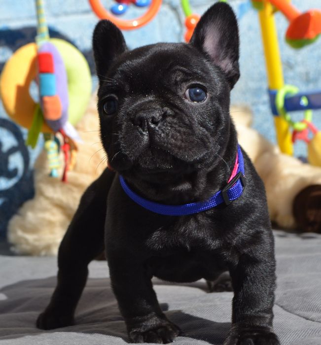 Малишка французька , гарненька