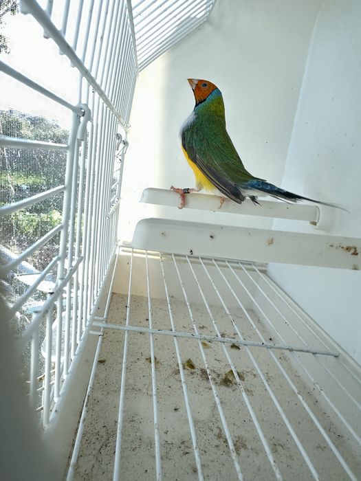 Diamantes gould machos