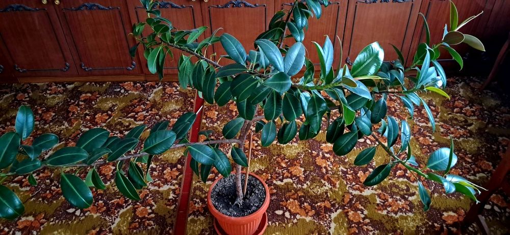 Фікус каучуконосний