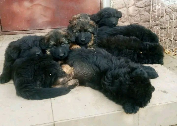 Продам щенков немецкой овчарки длинношерстные