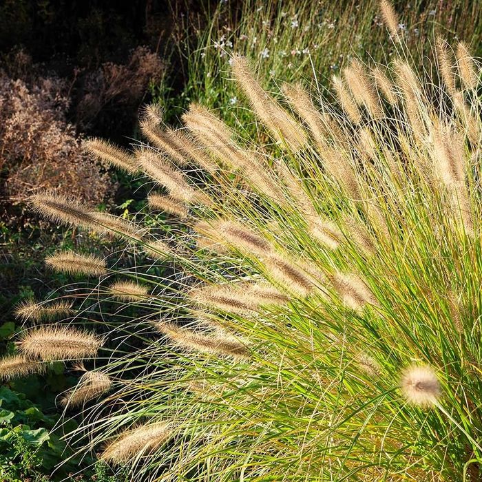 Rozplenica japońska Hameln Gold 2L