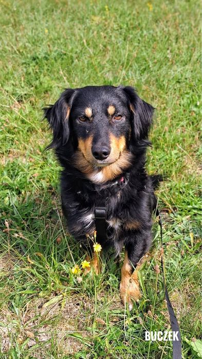 Dlugowlosy, 12 kg, 2 letni Buczek adopcja