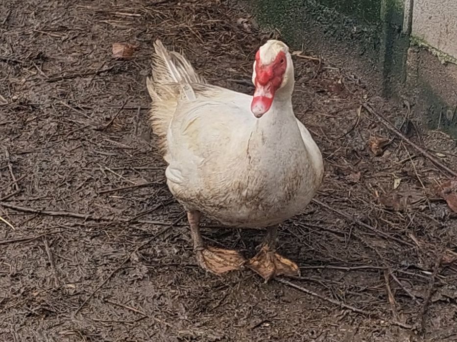 Patos mudos, nascidos em 2025