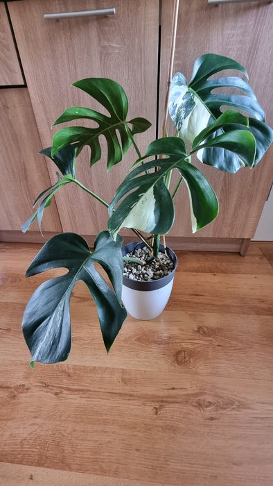 Monstera Jungle Mint